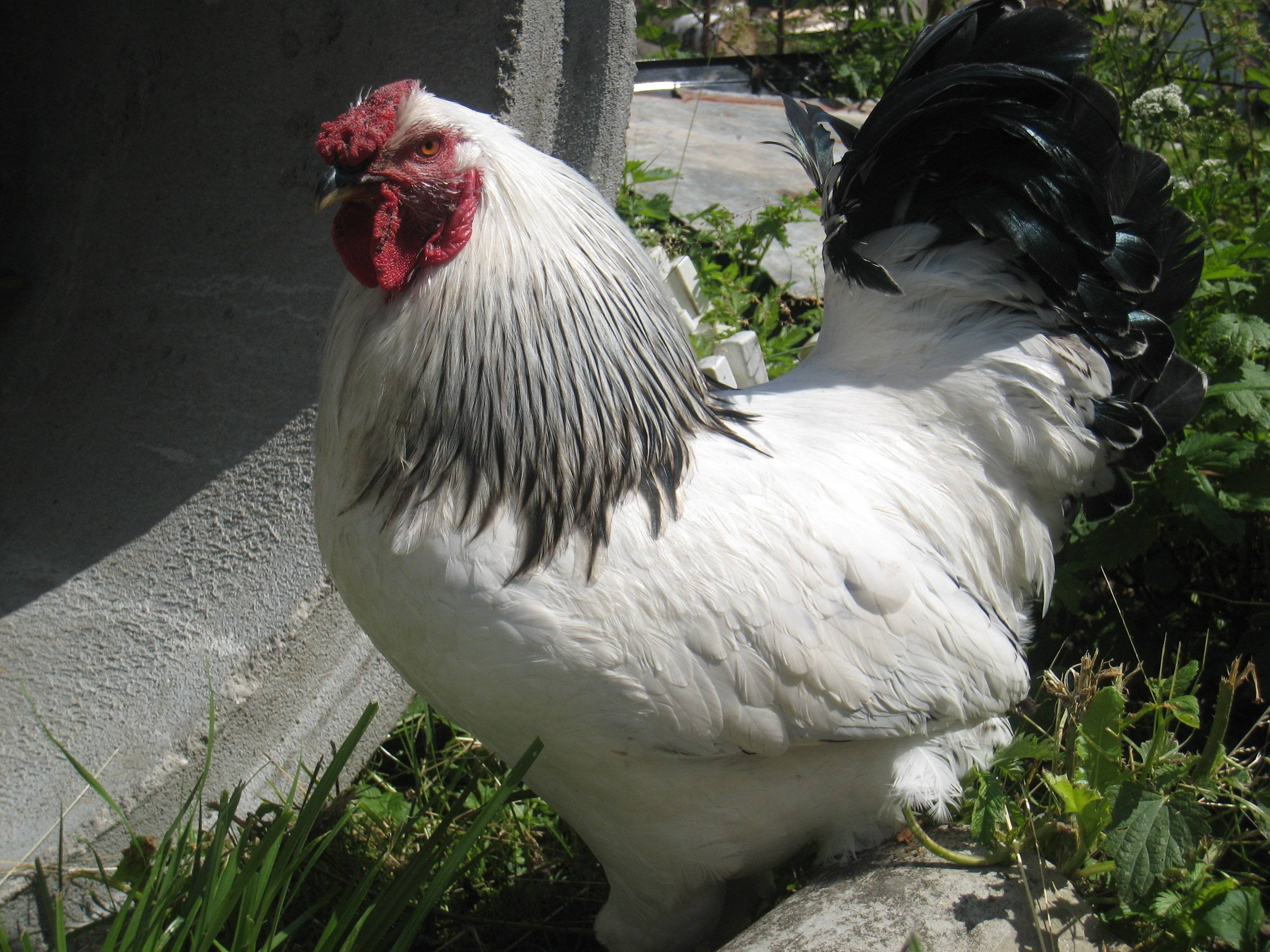 Первомайская порода кур: описание и фото, характеристики, особенности содержания и выращивания