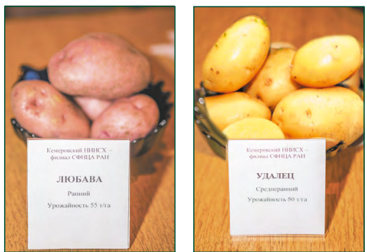 Картофель любава: описание сорта, фото, отзывы о вкусовых качествах и сроках созревания, особенности хранения и выращивания, а также характеристика урожайности