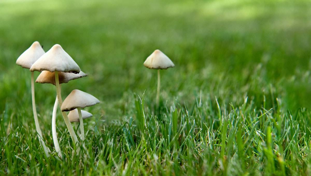 Появление грибов и желтых пятен на газоне весной, решение проблем
