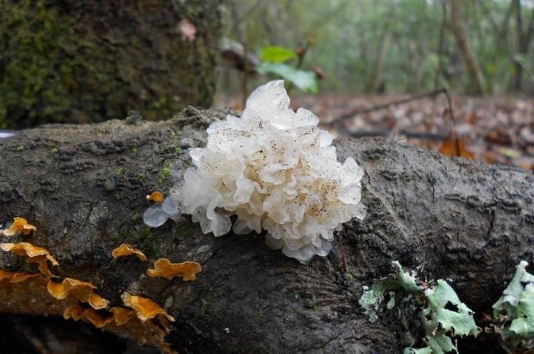 Тремелла или польза и вред белого древесного гриба