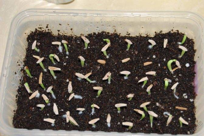 Черемша ????: выращивание из семян, посадка в домашних условиях и на грядке, особенности размножения и ухода
