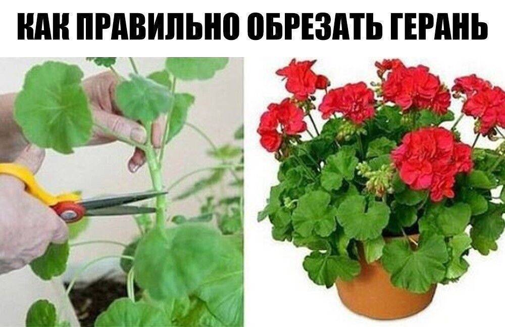 Почему в домашних условиях не цветет герань комнатная