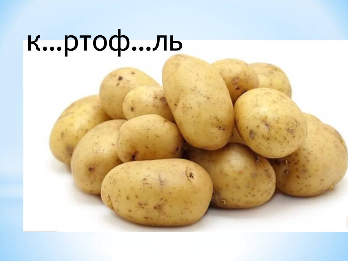 Картофель гала: характеристика сорта, отзывы, вкусовые качества