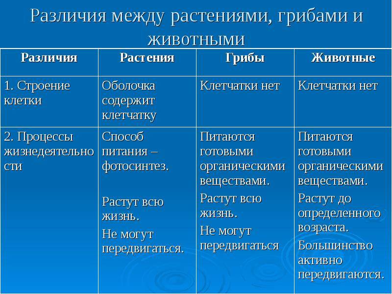 Сходство грибов с растениями и животными — общие признаки, характеристики и черты
