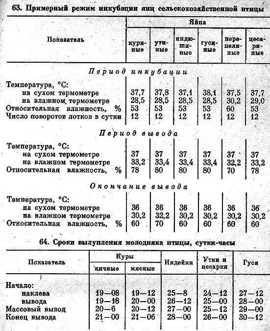 Инкубация цесарок в домашних условиях. подготовка яиц и инкубатора.