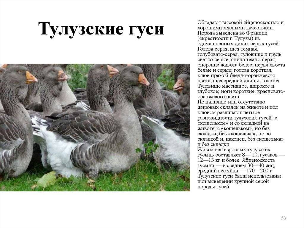 Когда начинают нестись гуси в домашних условиях?