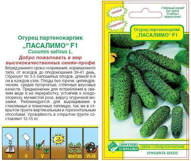 Характеристика огурцов сорта все пучком