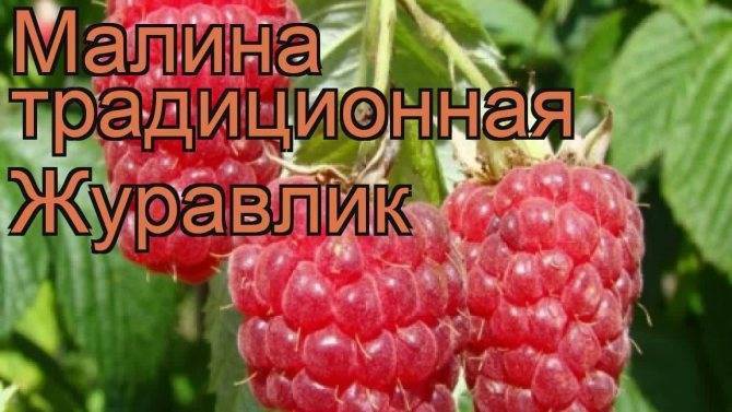 Малина журавлик: описание сорта, фото, отзывы