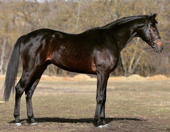 Кабардинская порода лошадей: фото, описание