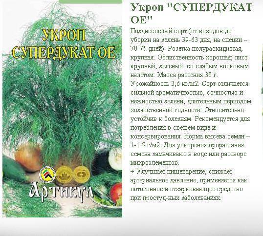 Укроп русский гигант: свойства, урожайность, размножение
