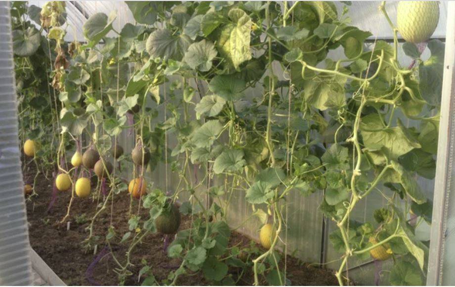 Выращивание арбузов в теплице из поликарбоната: правила и рекомендации