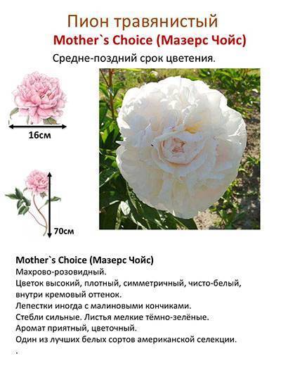 Пион mothers choice фото и описание