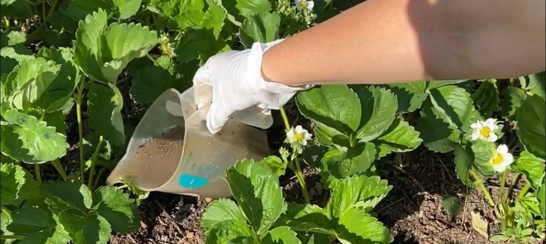 Подкормка клубники во время цветения в 2019, завязывания ягод и плодоношения | теплотехники