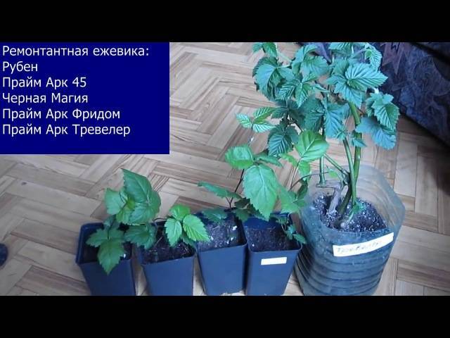 Ремонтантная ежевика: лучшие сорта для выращивания