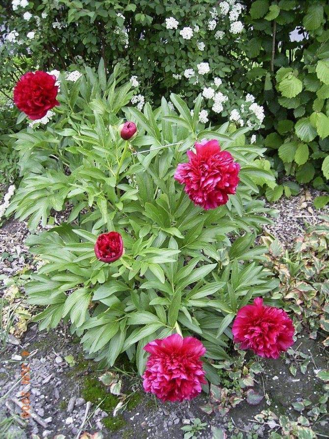 Пион карл розенфельд (paeonia karl rosenfield) — посадка и уход за цветком