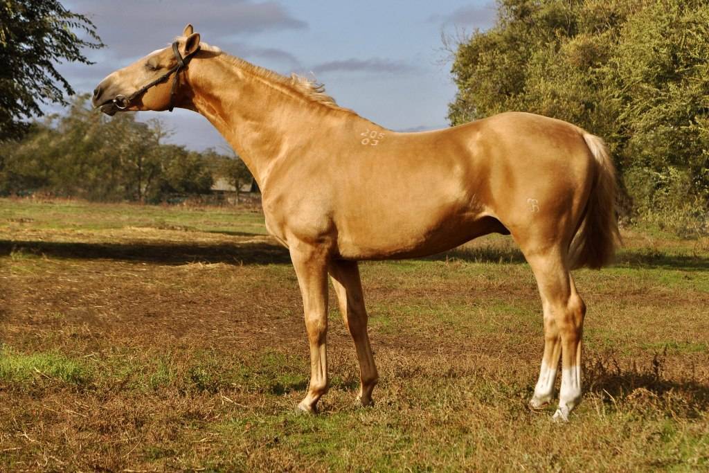 Донская порода лошадей: история происхождения, тип и линии породы, применение
