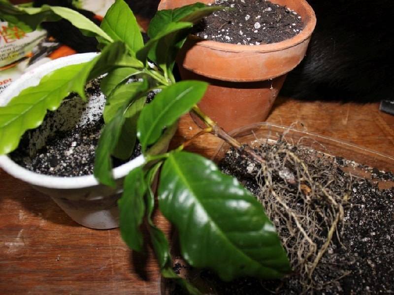 Кофе арабика — комнатное растение, условия выращивания