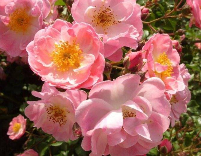 Сорта почвопокровных роз, цветущих все лето – мечта любого садовода