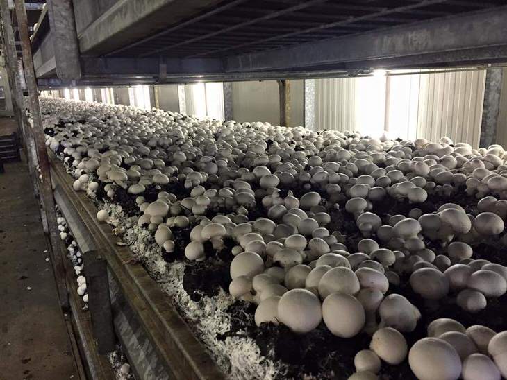 Выращивание белых грибов в теплицах