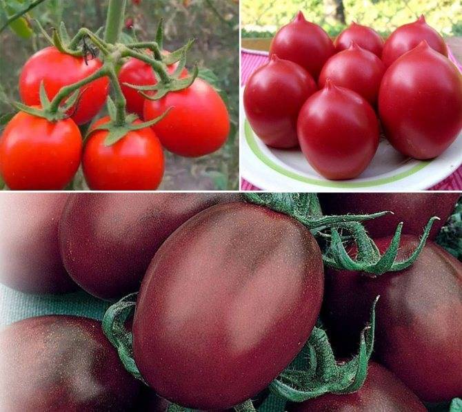 Высокоурожайные сорта томатов