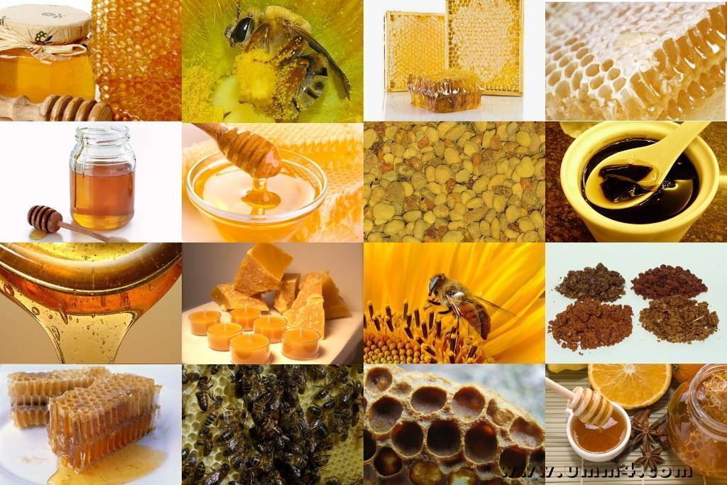 Пчелопродукты. основные виды, характеристики и полезные свойства
