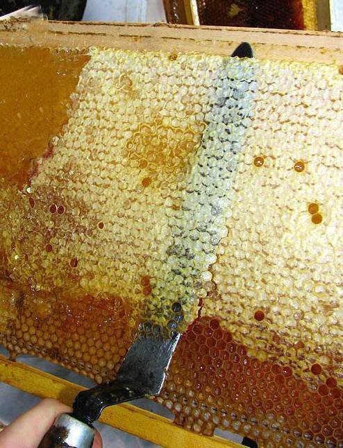 Забрус пчелиный: что это такое, лечебные свойства, как применять, вред и польза