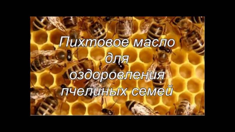 Масло пихтовое эфирное (флакон, 100 мл) | магазин пчеловодства "пчеловод ком"