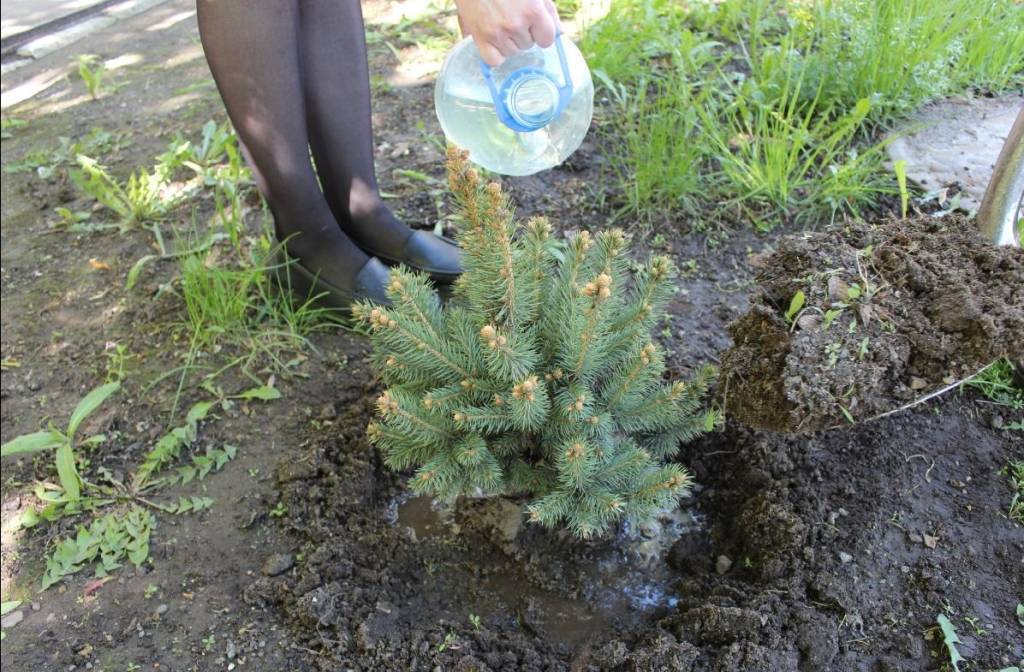 Саженец ели голубой: основные правила посадки