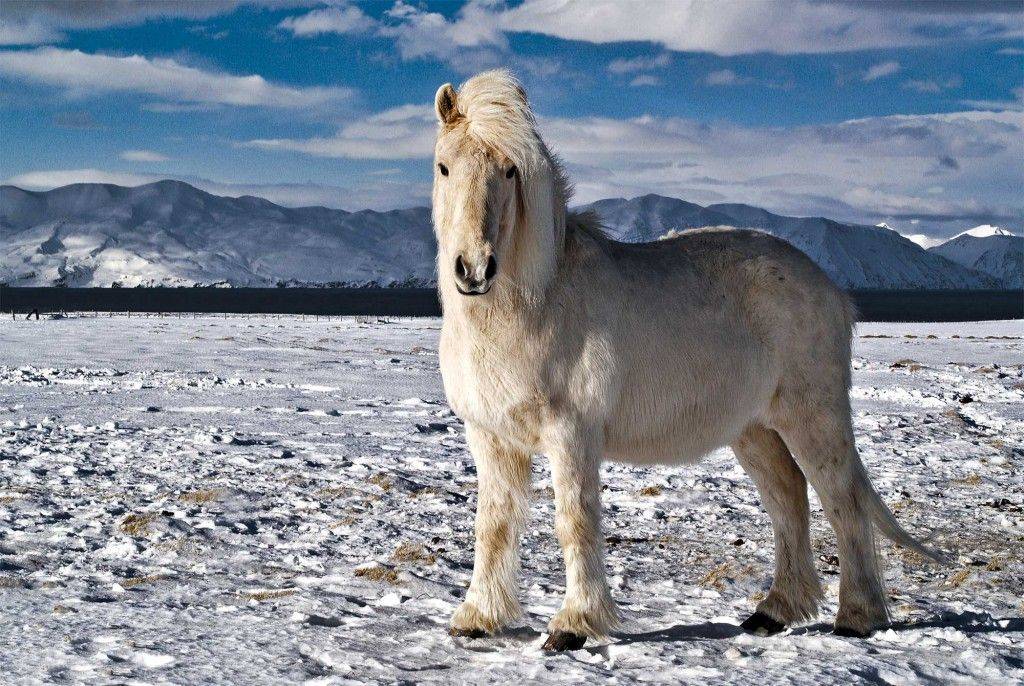 Описание лошади исландской породы
