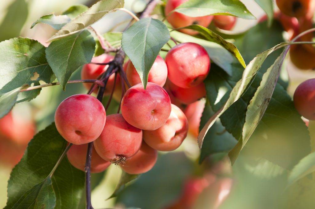Выращивание яблони Ягодная