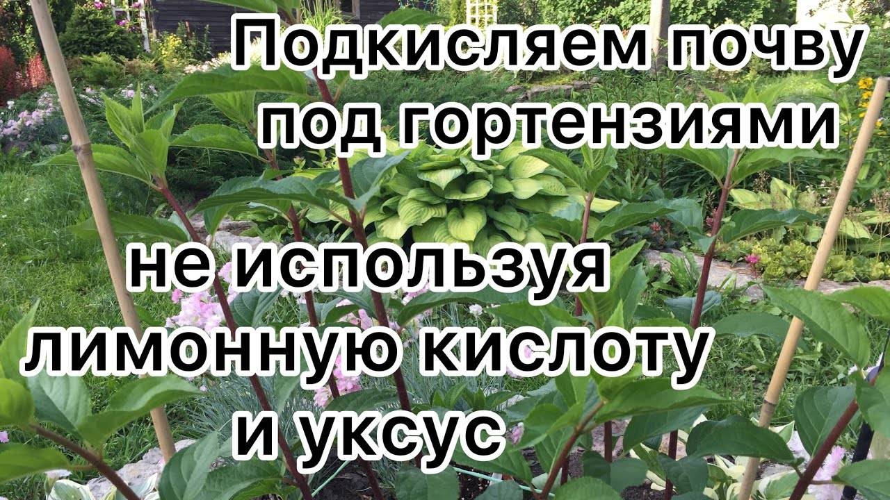 ᐉ как подкислить почву для гортензии лимонной кислотой - godacha.ru