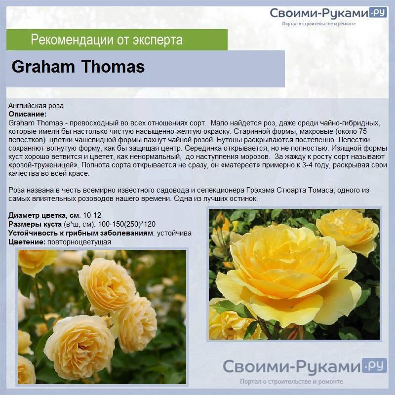 Розы дэвида остина (55 фото): названия и описания остинских роз, лучшие новые сорта для сибири и других регионов
