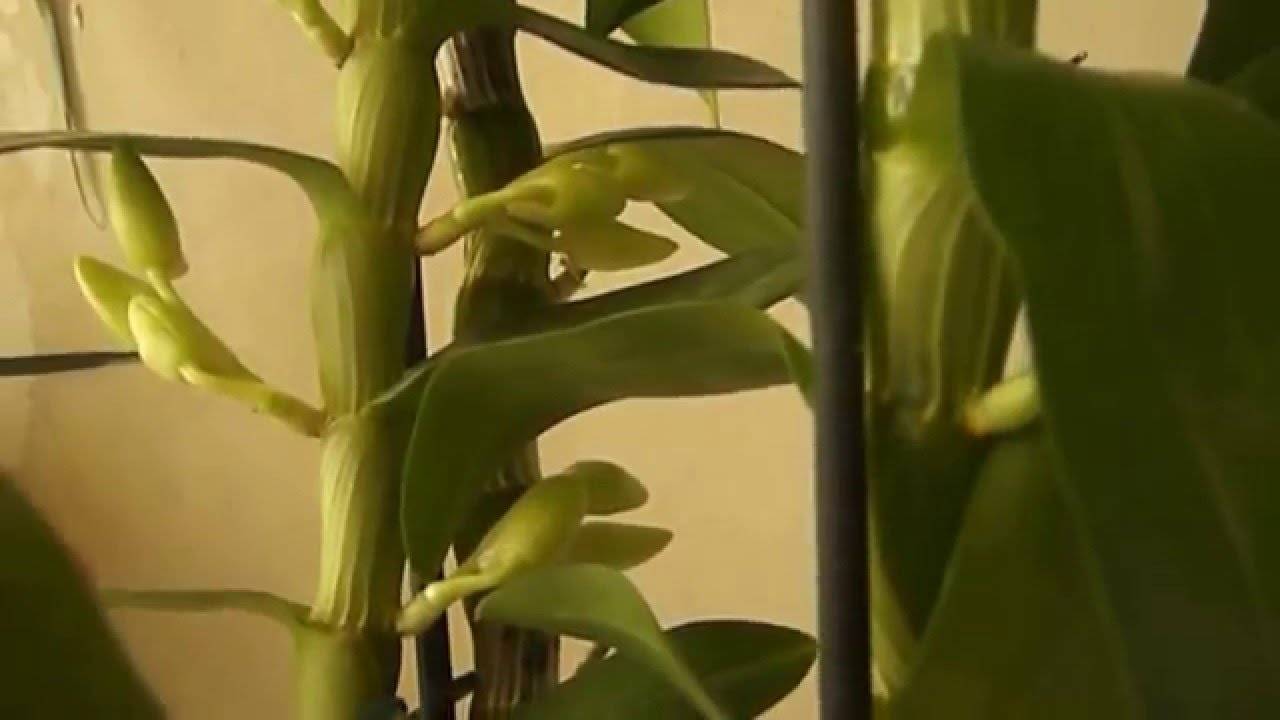 Орхидея дендробиум нобиле. выращивание и уход. пересадка и размножение