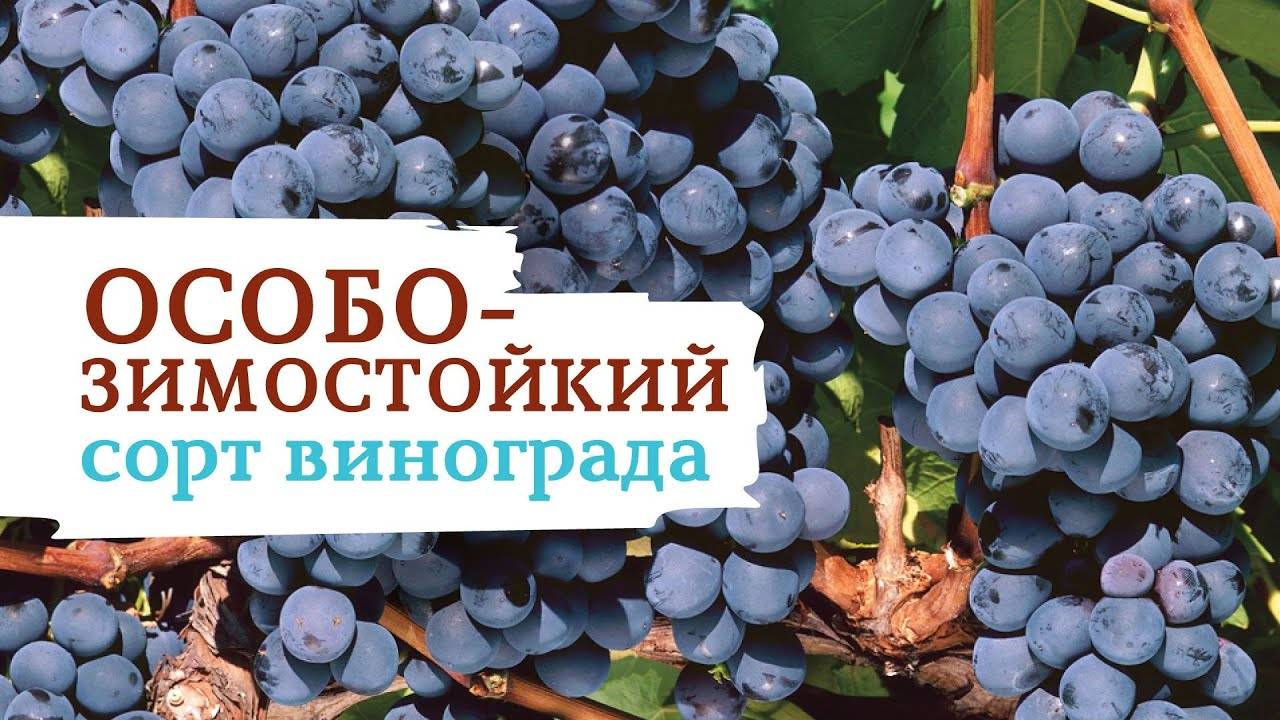 Виноград северный сладкий: описание сорта, особенности выращивания, урожайность