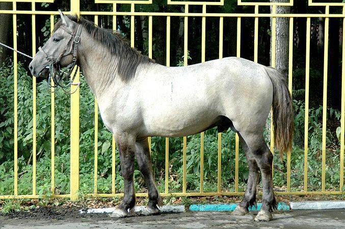 Башкирская лошадь: история, внешний вид, фото, экстерьер, уход, использование лошадей
