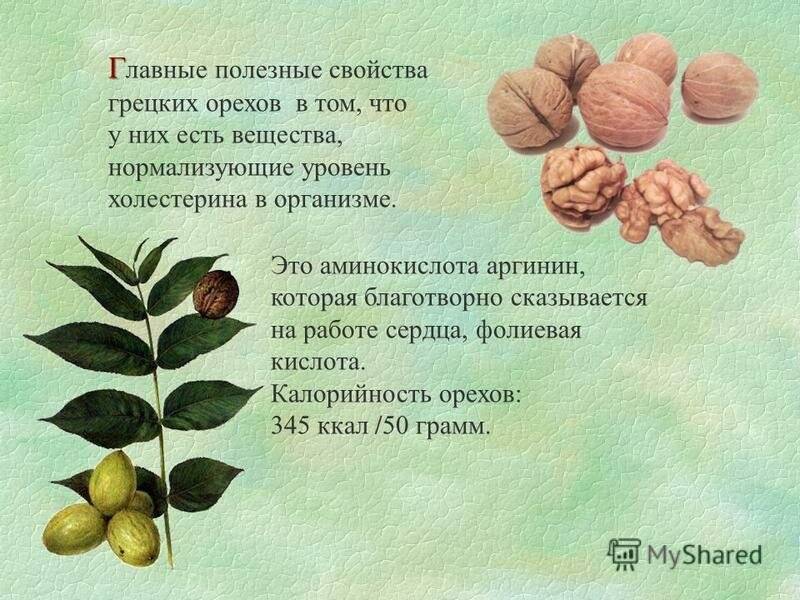 Свойства листьев грецкого ореха