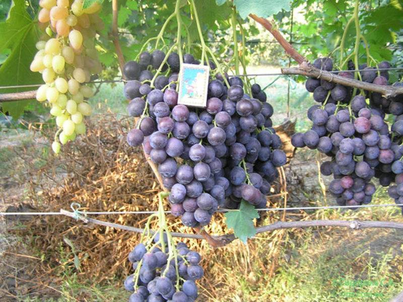 Страшенский – сайт о винограде и вине