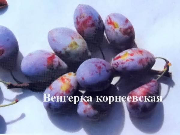Слива венгерка: описание популярных сортов, особенности посадки и ухода + фото и видео