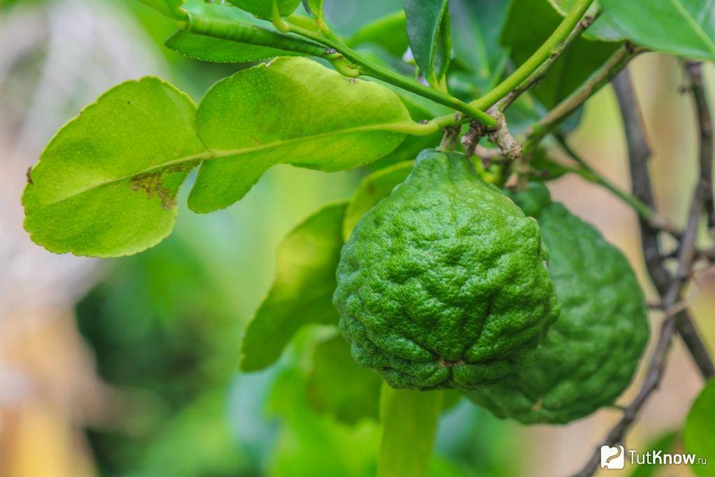 Что такое каффир-лайм? рассказываем об экзотических фруктах и специях! | блог comfy