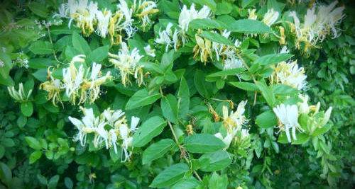 Лучшие сорта жимолости - описание и фото съедобных и декоративных для разных регионов