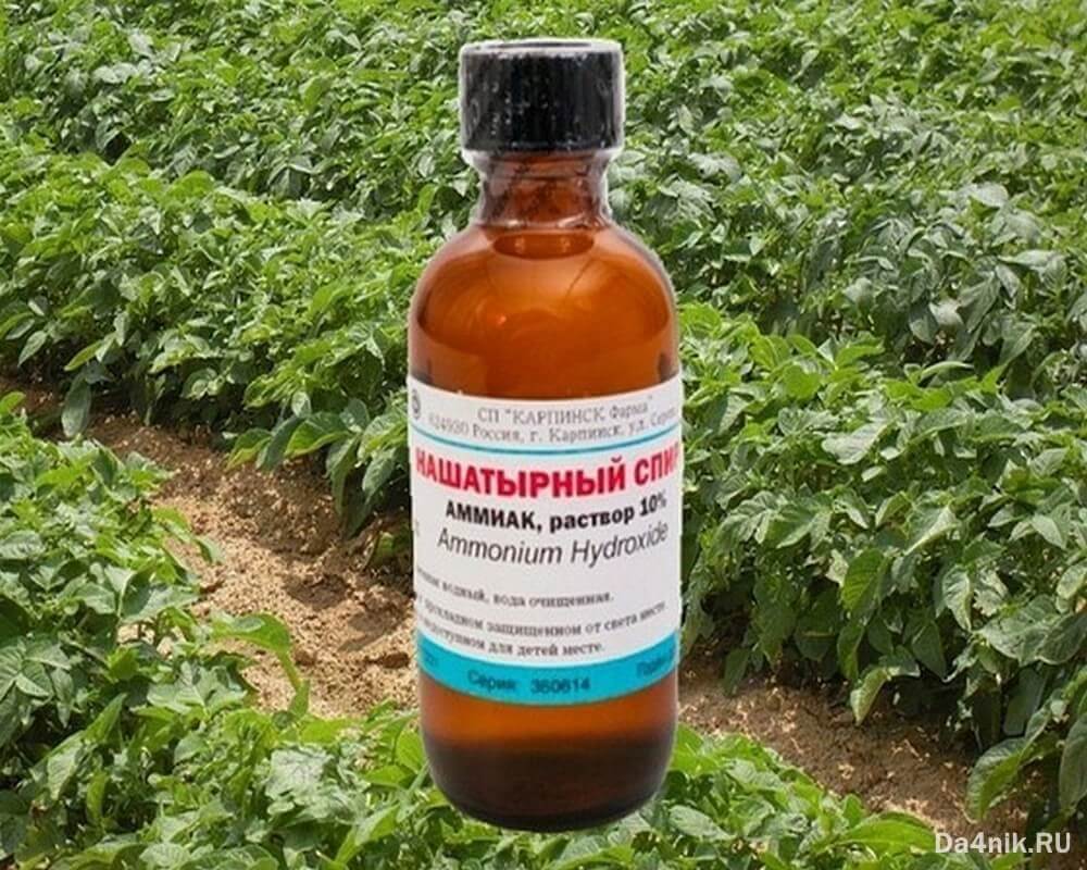 Подкормка лука нашатырным спиртом