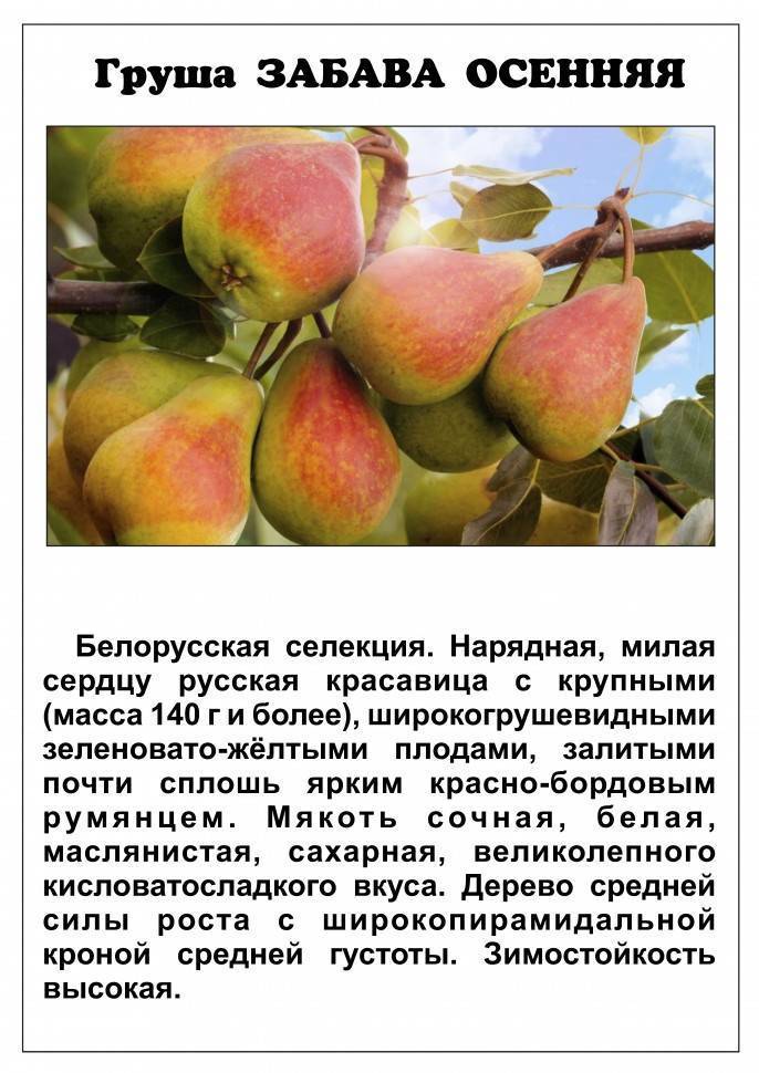 Груша забава описание сорта фото отзывы