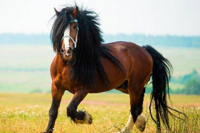 Порода лошадей владимирский тяжеловоз: описание внешности коня, содержание и особенности тяжеловеса