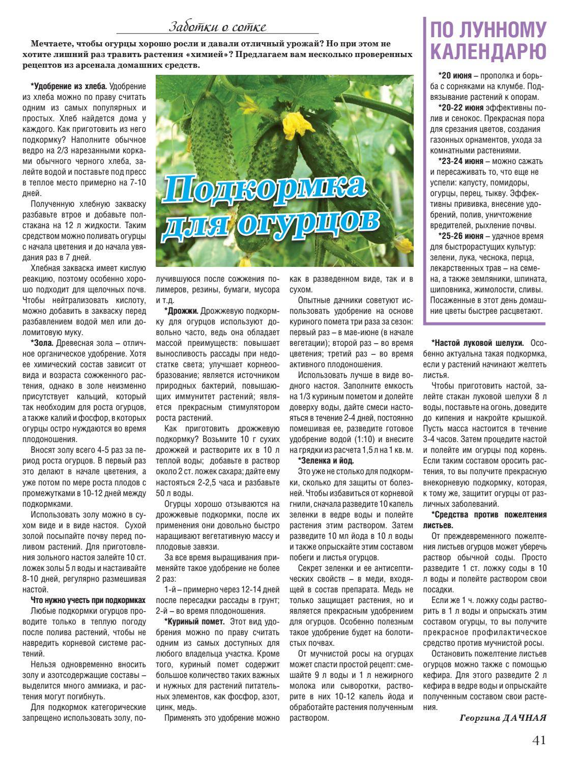 Дрожжевая подкормка томатов: основные секреты