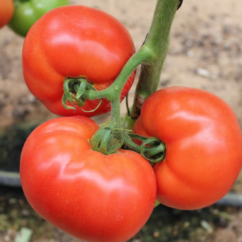 Общая характеристика томата туз и описание плодов детерминантного сорта