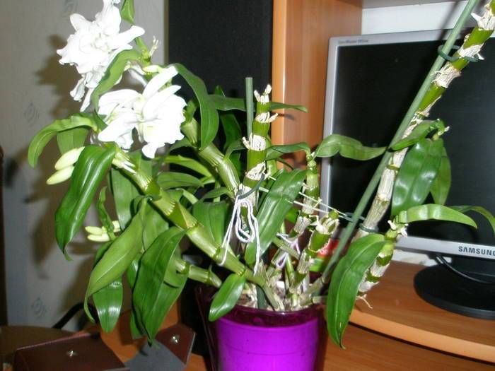 Орхидеи дендробиум. уход, выращивание, размножение. виды. фото — ботаничка
