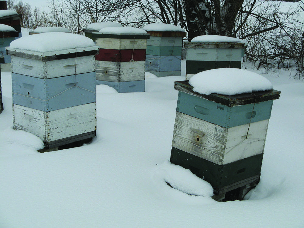 Зимовка пчел ? на улице и в зимовнике, время постановки пчел в зимовник, сборка гнезда и подготовка ульев к зиме