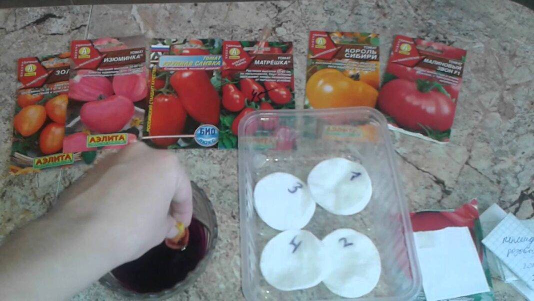 Семена помидор тоже готовят и повышают им иммунитет: как обрабатывают семена перед посадкой на рассаду?