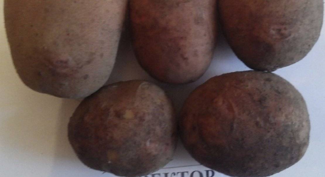 Картофель великан: описание сорта, фото, отзывы