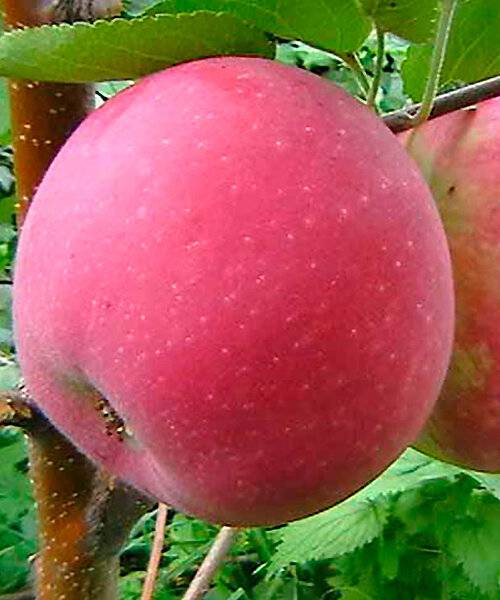 Сорт яблони память ульянищева: описание и подробная характеристика, особенности и правила выращивания - лучший фермер